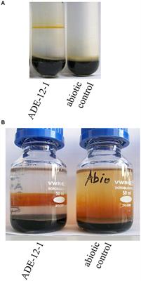 Reconstruction of the Metabolic Potential of Acidophilic Sideroxydans Strains from the Metagenome of an Microaerophilic Enrichment Culture of Acidophilic Iron-Oxidizing Bacteria from a Pilot Plant for the Treatment of Acid Mine Drainage Reveals Metabolic Versatility and Adaptation to Life at Low pH